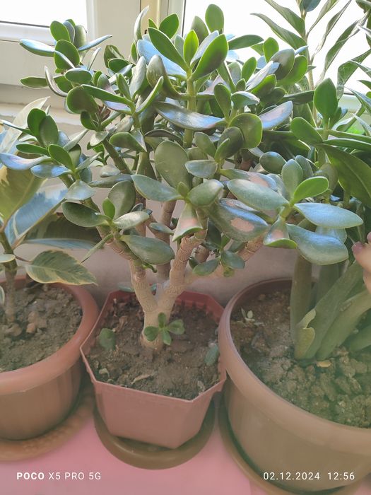 Цветы Денежный дерево