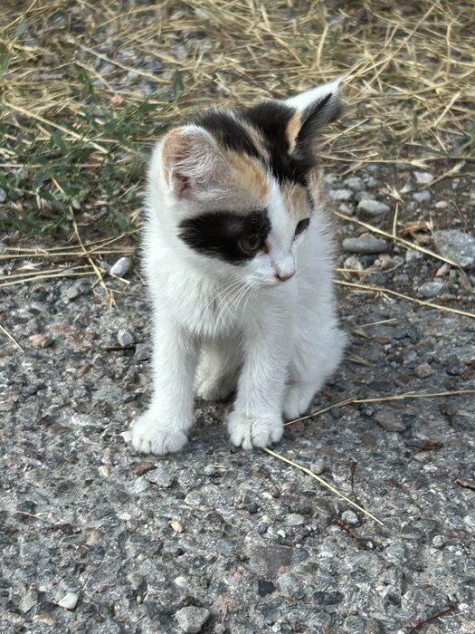 Котята ищут доброго хозяина!