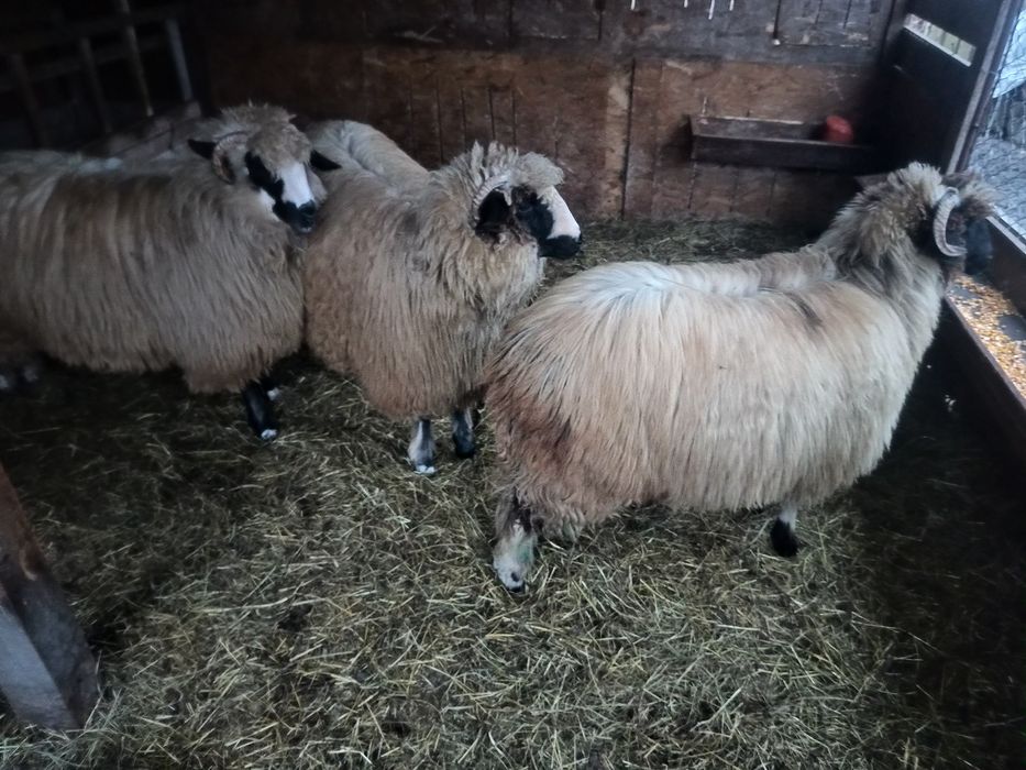 Disponibile oi breze