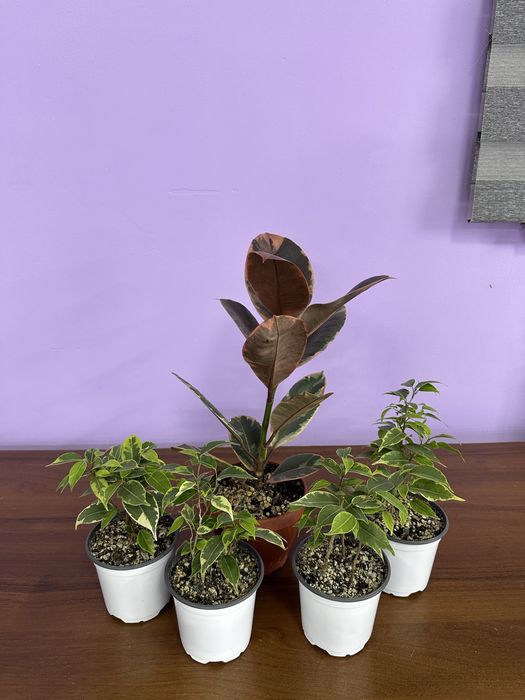 Фикусы , ухоженные адоптирлванные