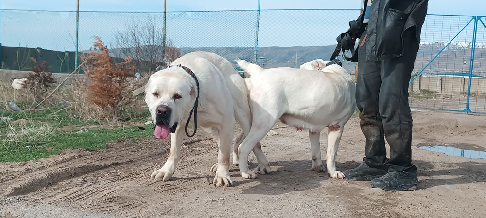Алабай девочка .