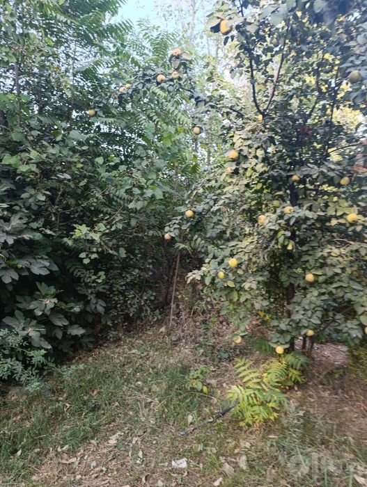 Срочно сотилади келишамиз