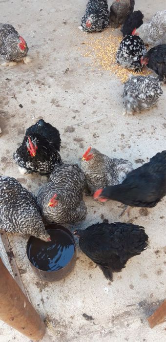 Курочки разных цветов Кохихины