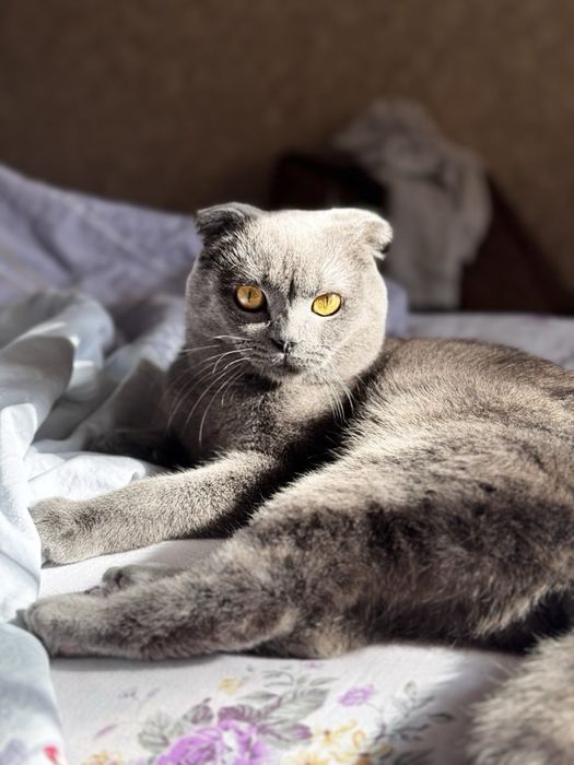 Вязка мальчик Scottish fold
