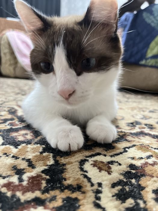 Отдам в добрые  руки