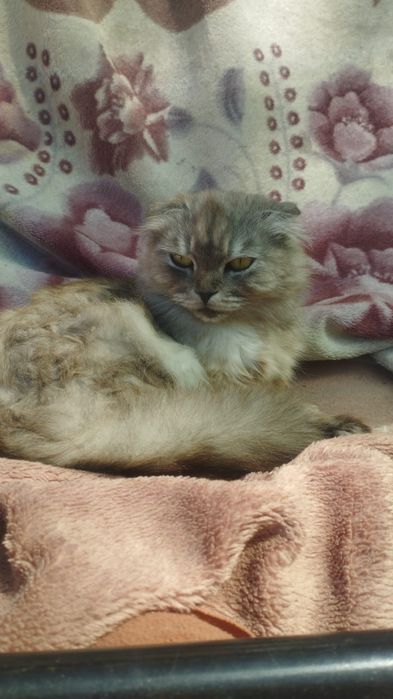 Котята скоттиш страйт