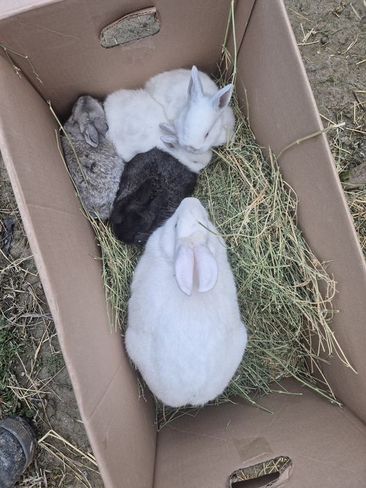 Кролик, кояндар сатылады