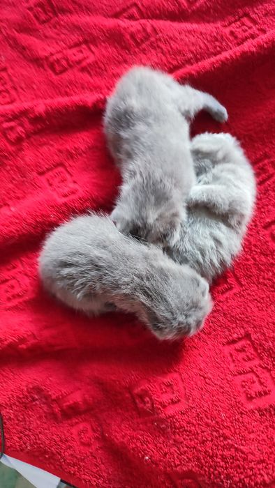 Котята британцы 1.мес.