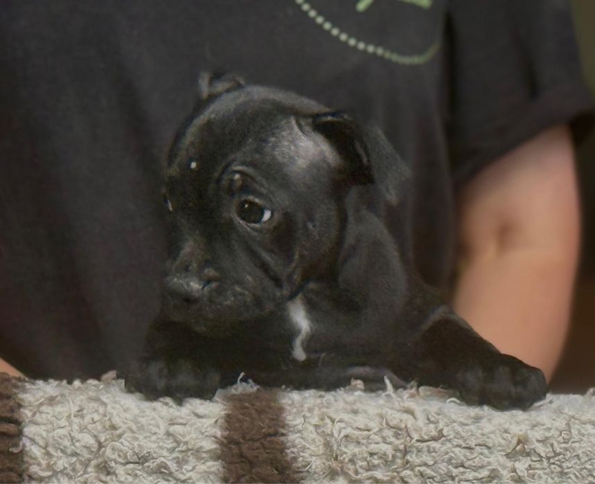 Femela Staffordshire Bull Terrier
