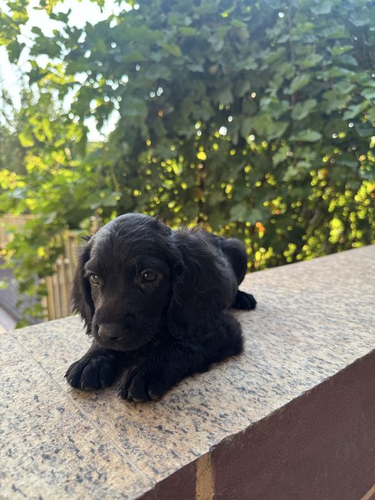 спаниель күшіктер сатылады.
