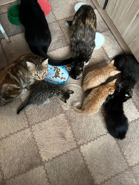 Отдам в добрые руки