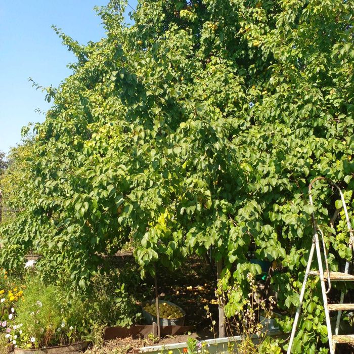 Дача в Садоводе Наримановка 8 соток