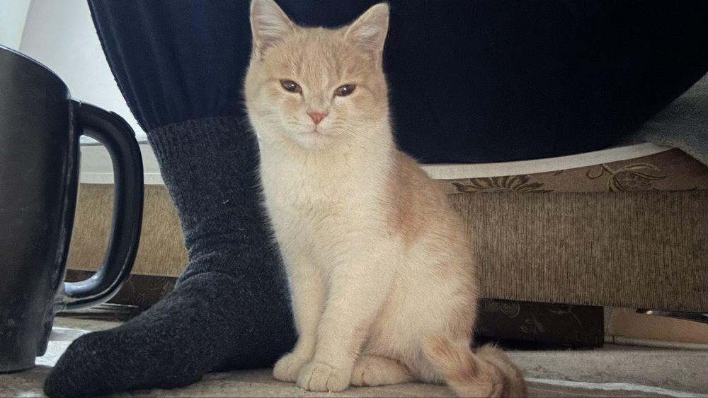 Отдам в добрые руки котика