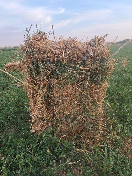 Беда прес 12 мингдан сотилади 1 чи урим Тошкент вилояти Бука тумани