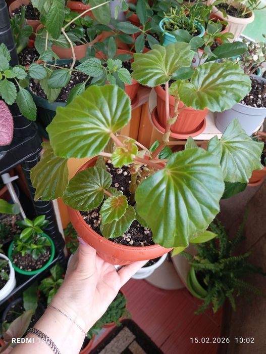 Продам цветы комнатные