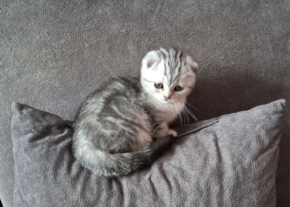 Котёнок. Фолд. Девочка