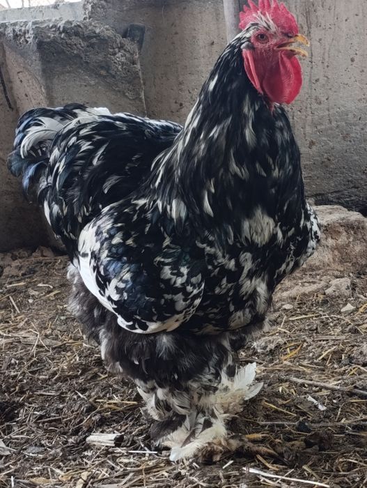 Koxinxin Gigant zotli xoʻroz sotiladi