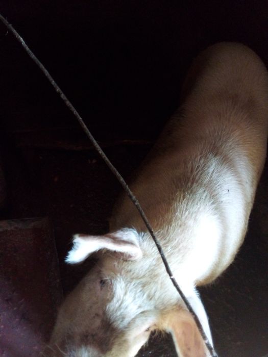 Продается кабан на племя