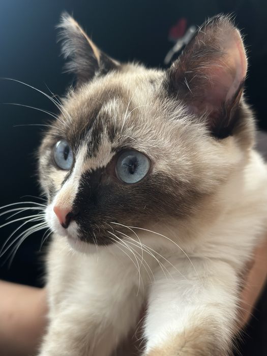 Кошечка ласковая