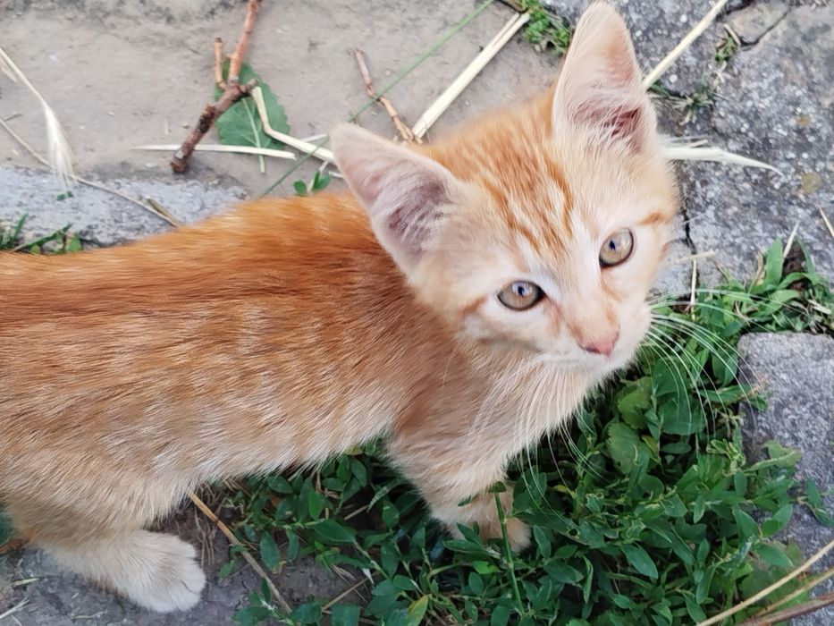 2-месечни котета