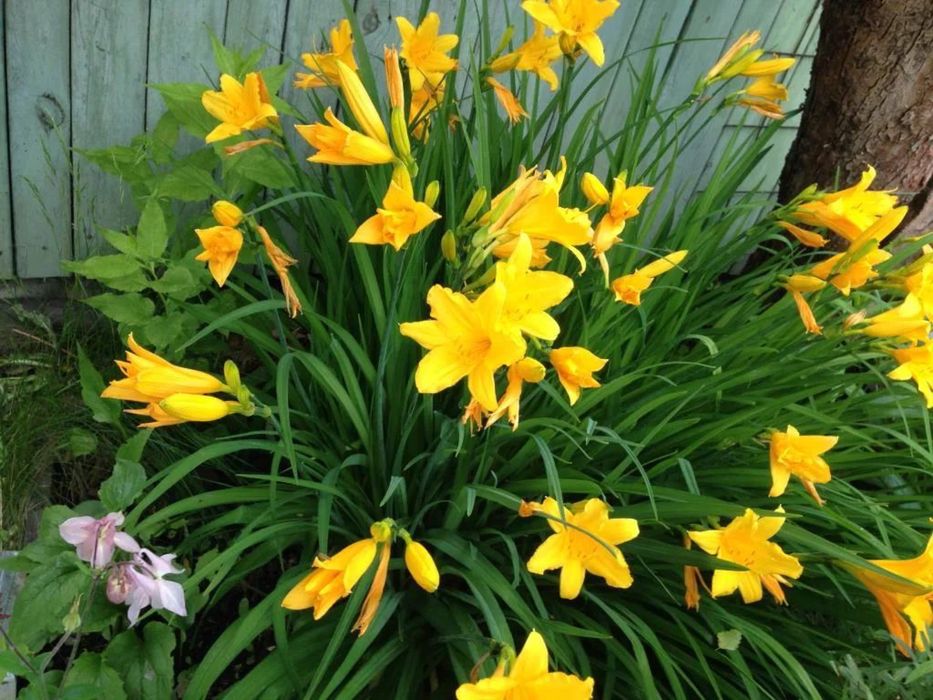 Садовые Цветы ,растения