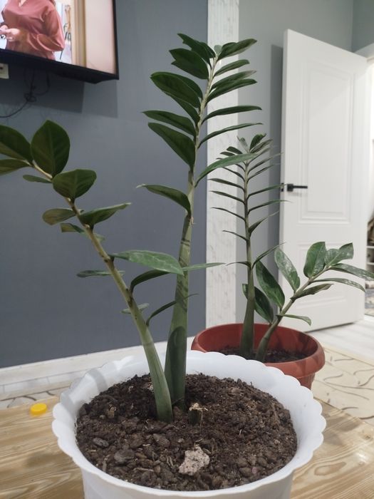 Доллар Гулы Улкен Сатамын