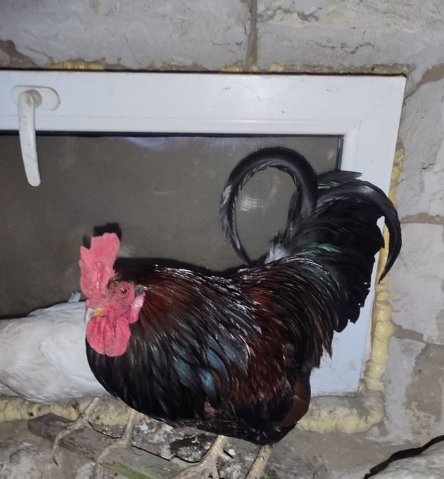 Продам    петуха