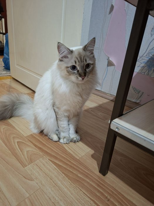 Кошки домашние сестры