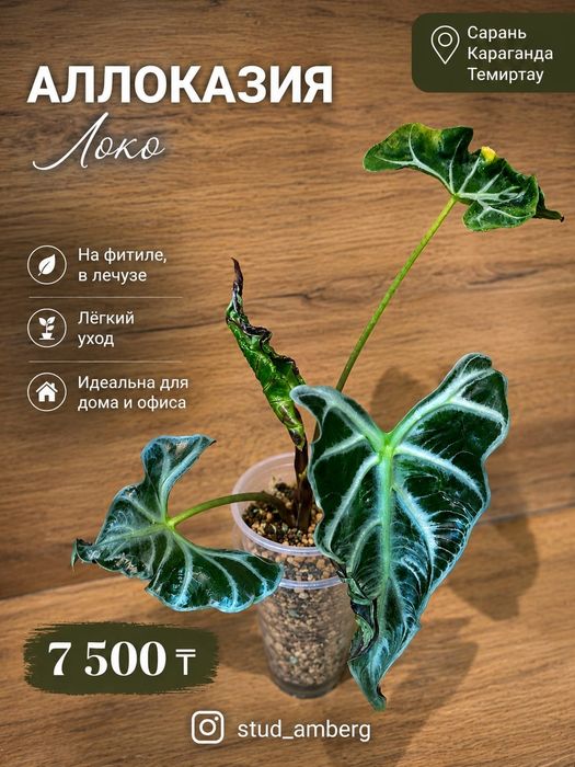 Алоказия алоказия