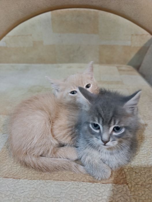 Отдам котят в хорошие руки
