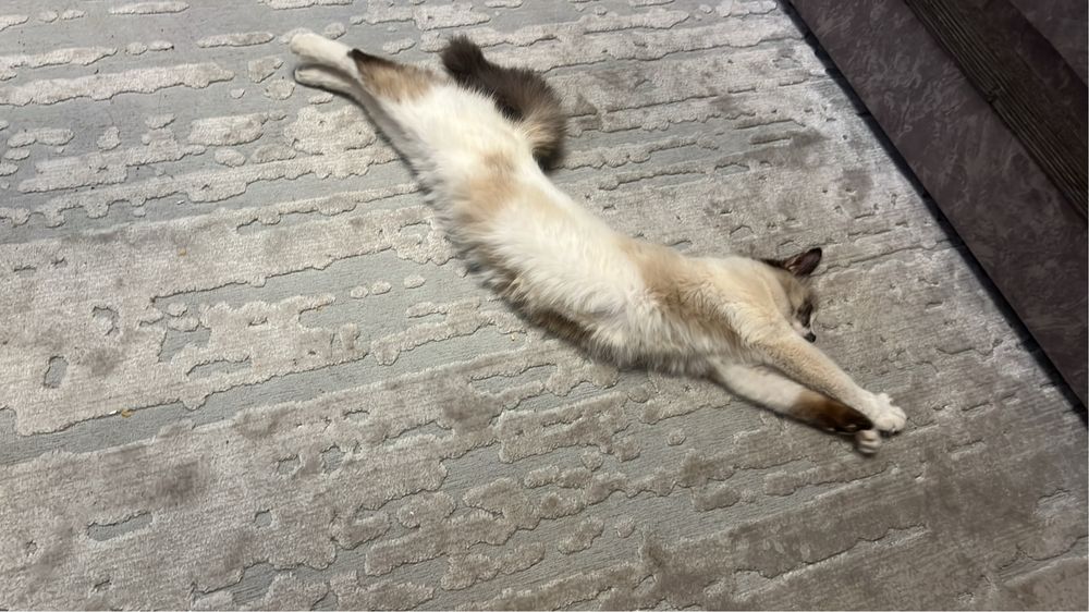 В добрые руки кошечка