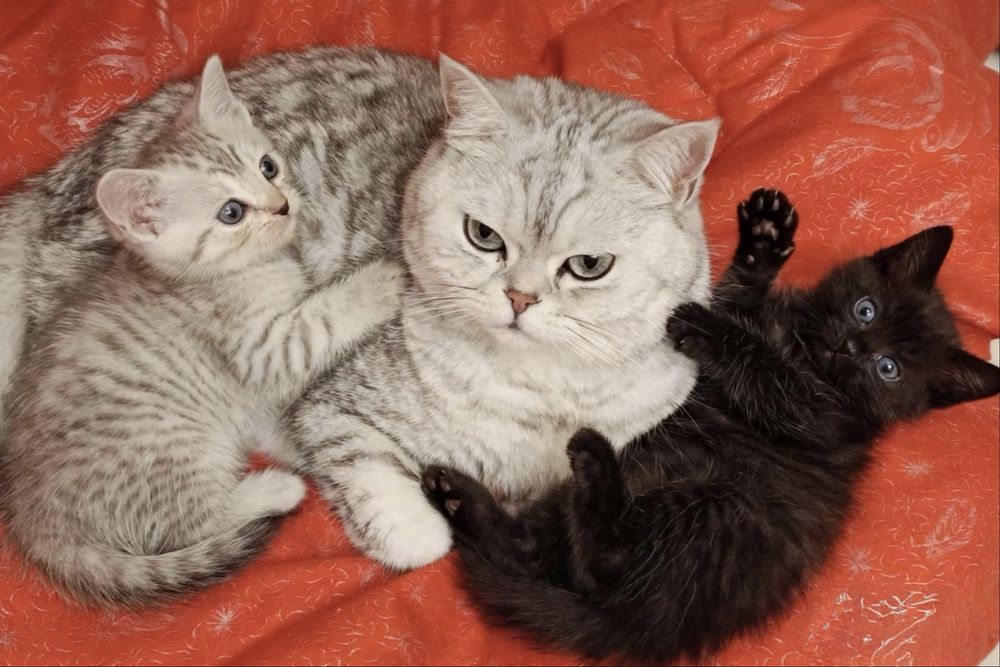 Отдам британцев котят