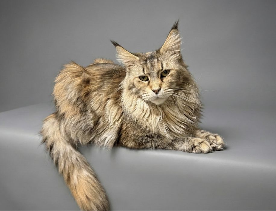 Мейнкун ,2 мальчика