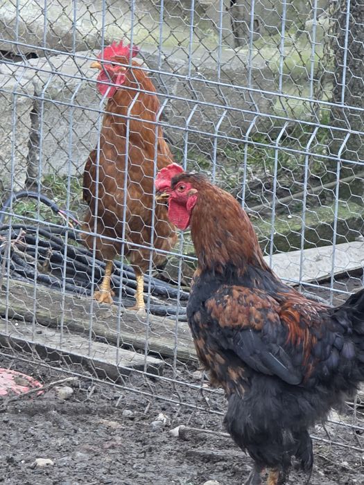 Schimb cocosi de casa pe gaini