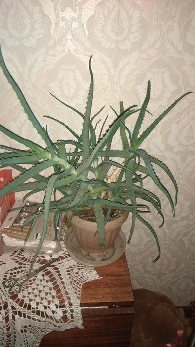 Комнатное растение Алоэ,