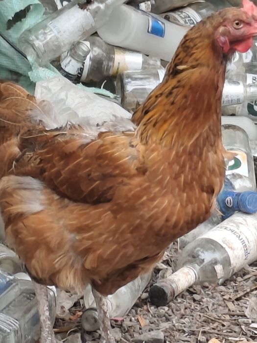 Продаются домашние куры и петух