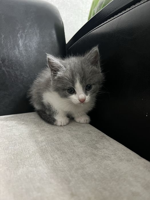 Котенок породистая
