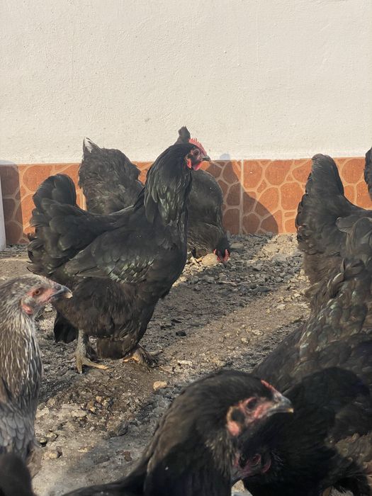 Продам курей брам