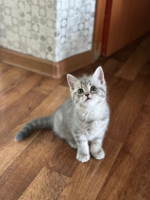 Котята готовы к переезду