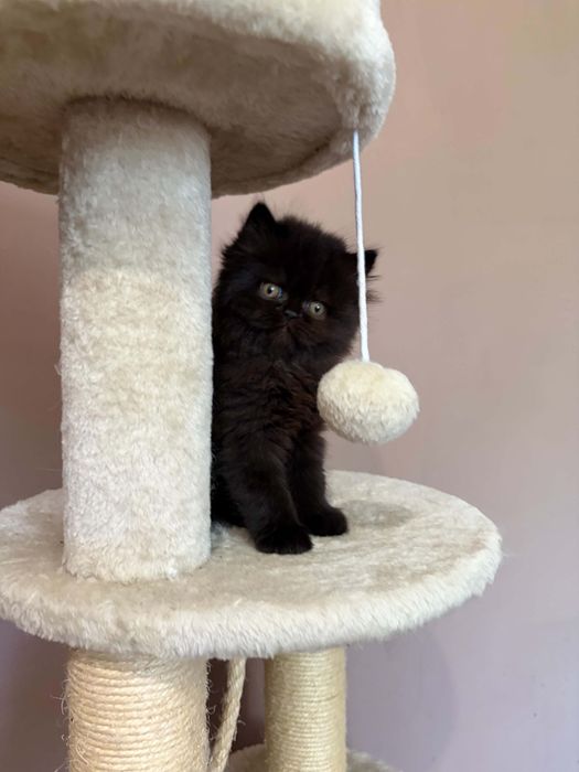Персийски котенца
