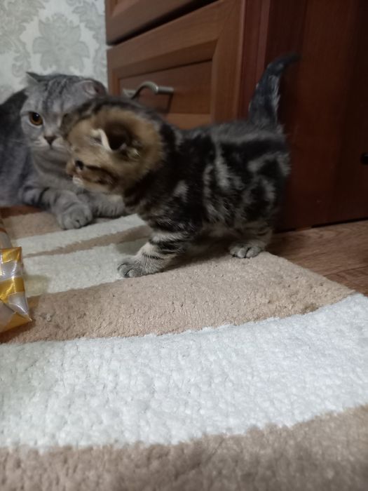 Открыта бронь на шикарных мишак