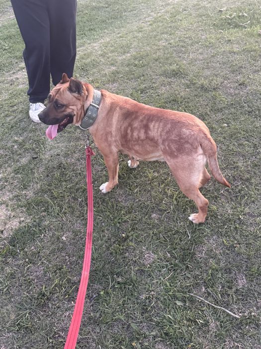 Сатылады питбуль