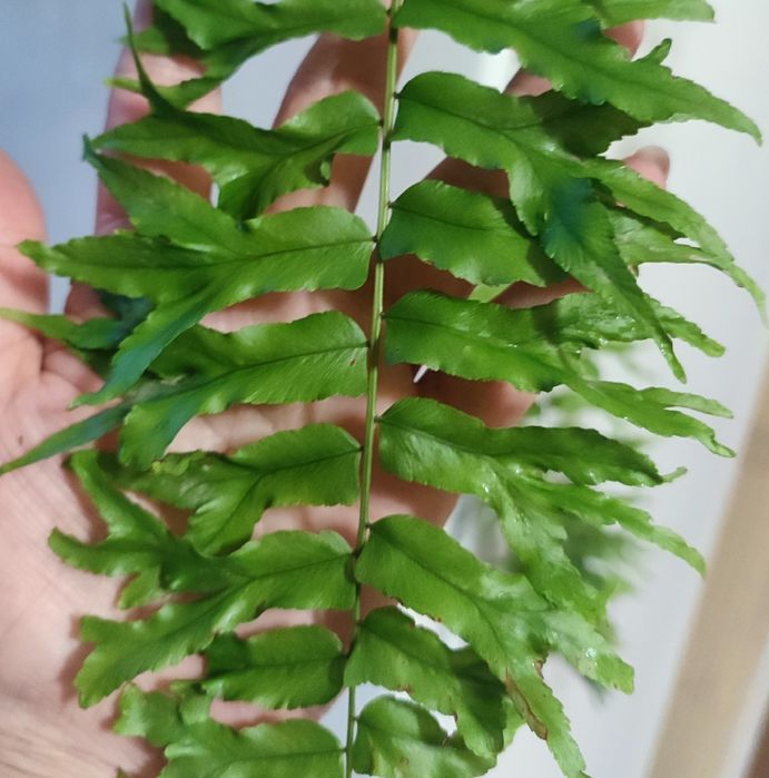 Папоротники комнатные