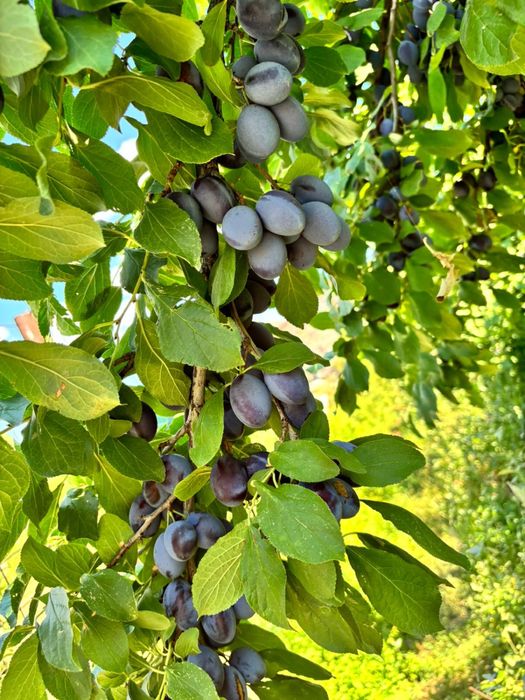 Фрукты овощи ягоды Атырау