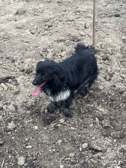 Породистая собака Docker (докер)