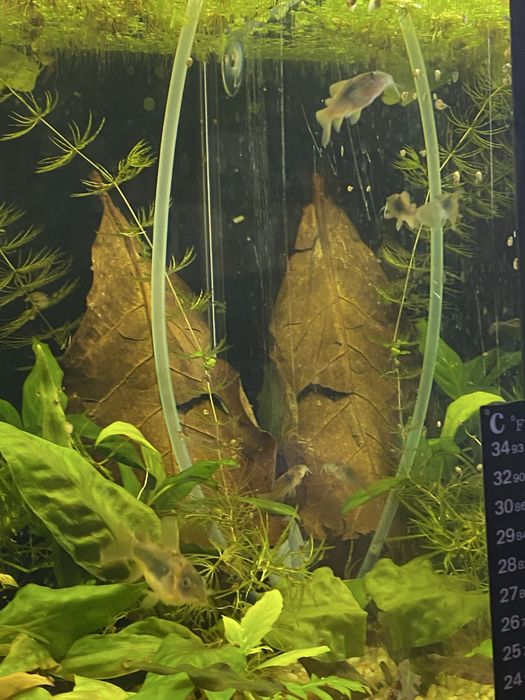 Pesti sanitari si plante de acvariu