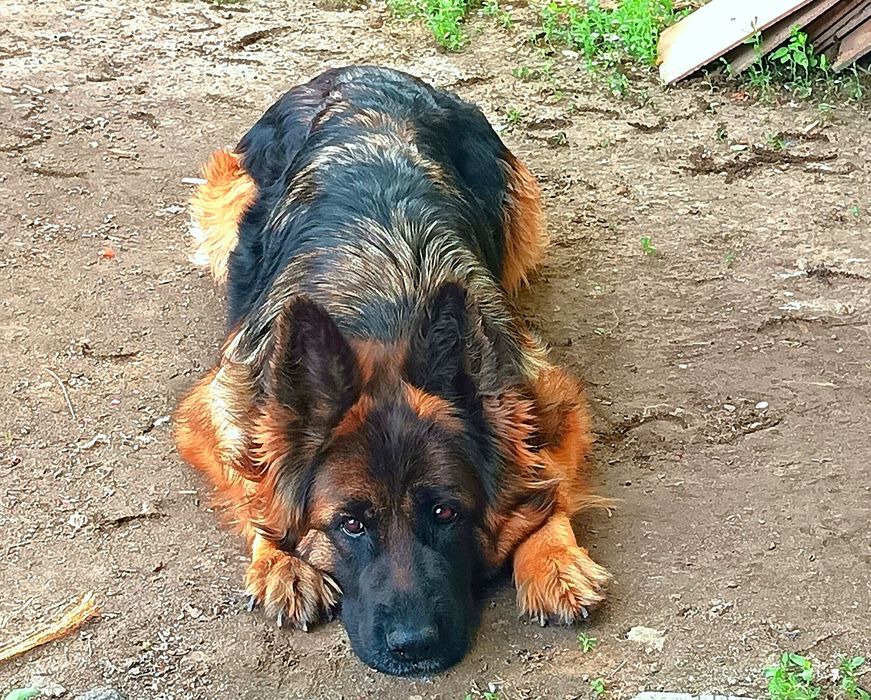 Немецкая длинношерстная овчарка