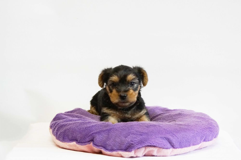 Puiut Yorkshire Terrier