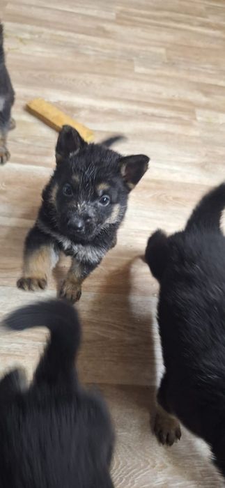 Щенки немецкой овчарки