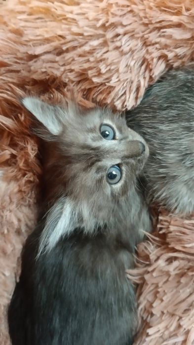 Отдам котят бесплатно